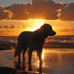 perro-en-la-playa2