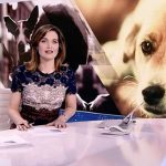 perros-telediario