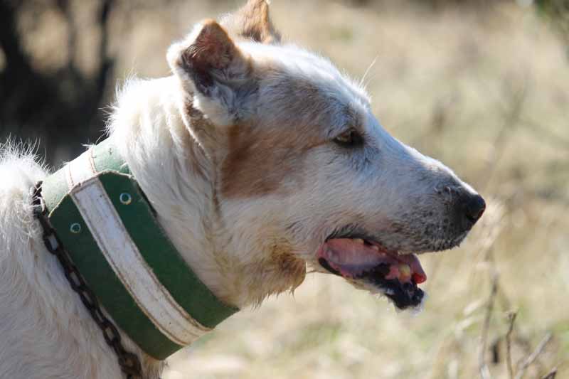 Leyes-de-proteccion-animal-perro