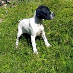 cachorros-y-codornices