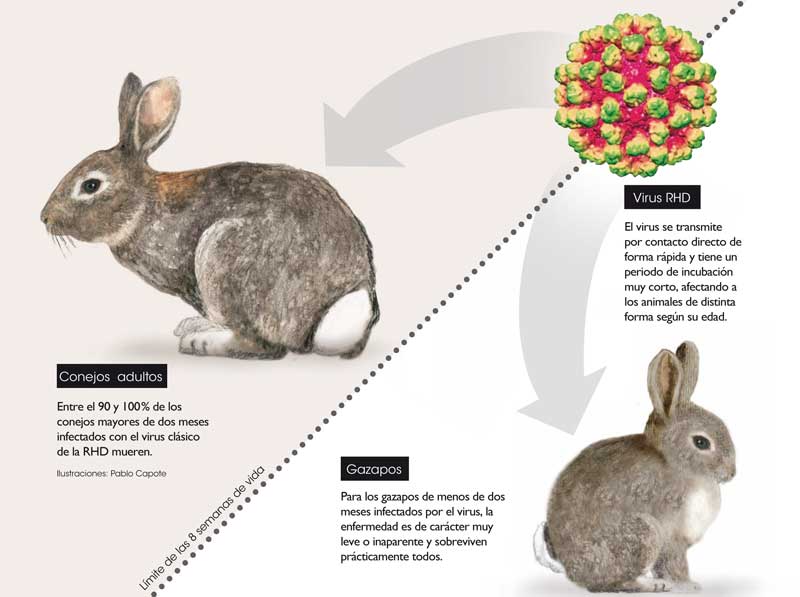 conejo-rhd-evolucion