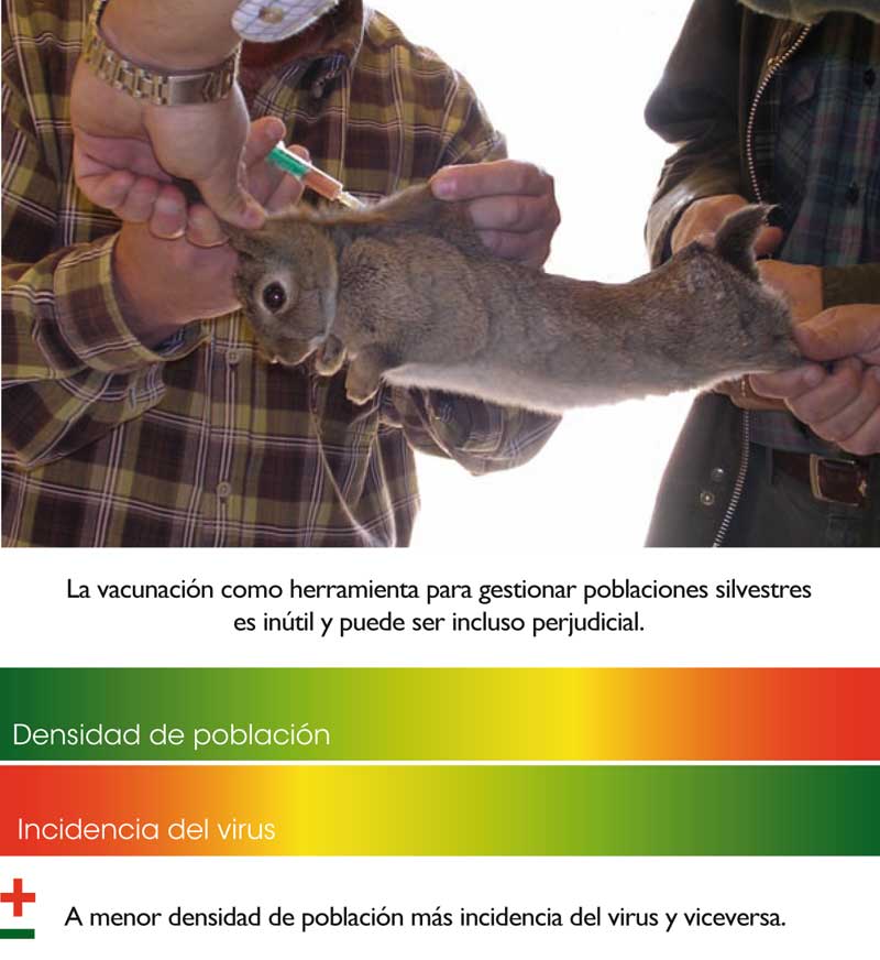 conejo-rhd-vacuna