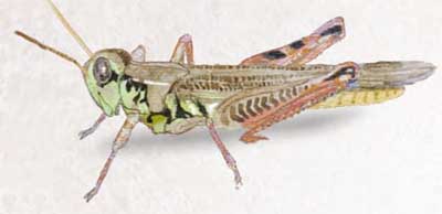 pesticidas-y-perdiz-insectos