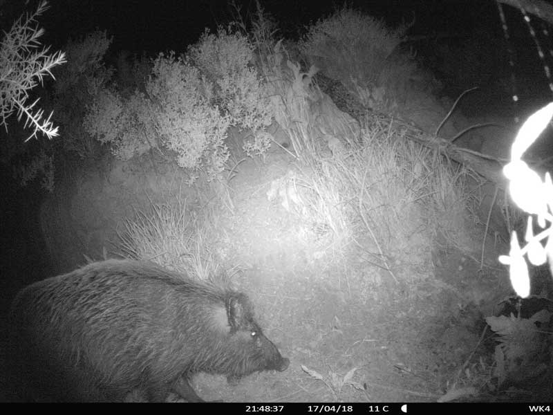 La caza nocturna de jabalíes que dañan cosechas: con visor nocturno y  certeza en los disparos