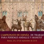 Cpto-Podenco-A-y-M