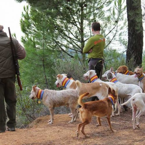 La Asociación Española de Rehalas se une a la decisión de no cazar en Soria