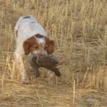campeonato-perros-de-muestra-de-madrid