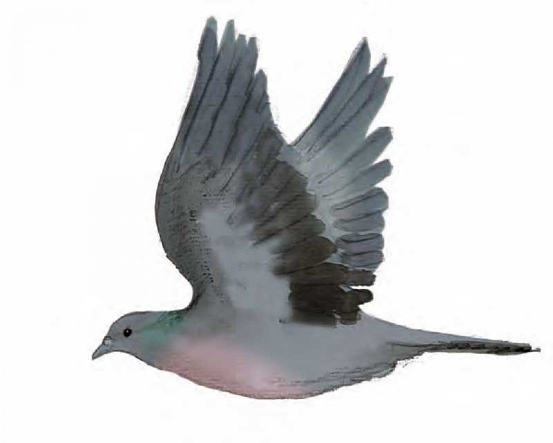 Cómo diferenciar las 3 especies de palomas de la península