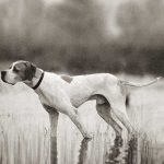 pointer-perro-de-muestra