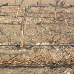 seguro-agrario-y-caza