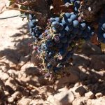 Dano-en-vina-conejo