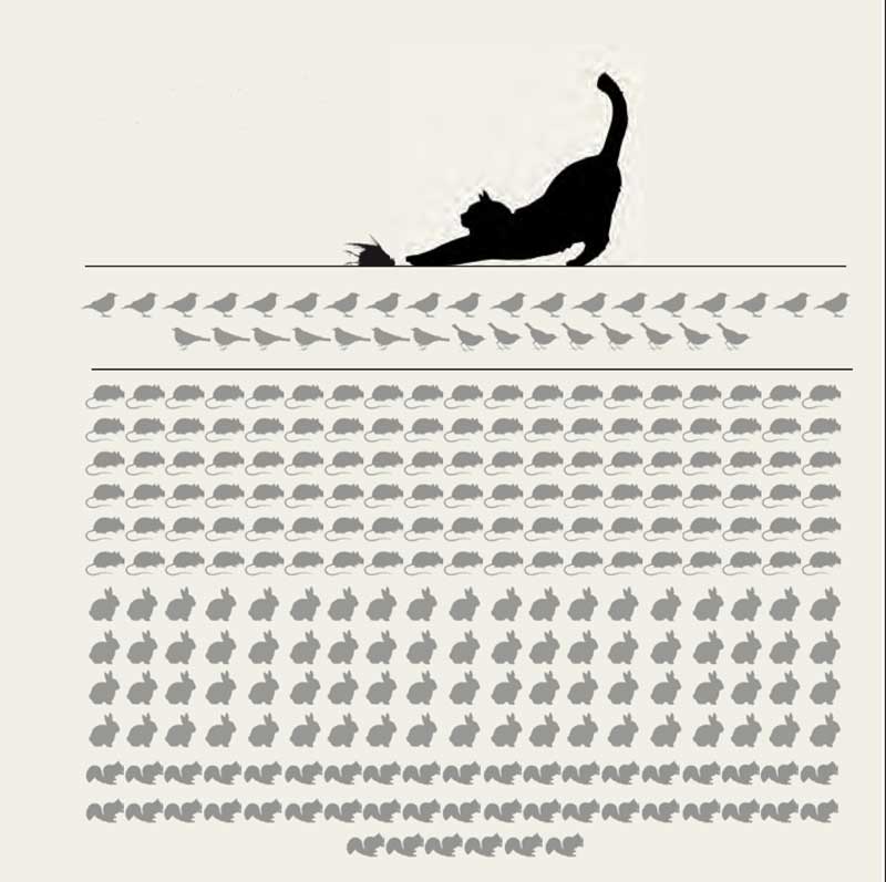 Gatos-asilvestrados-especies-predan