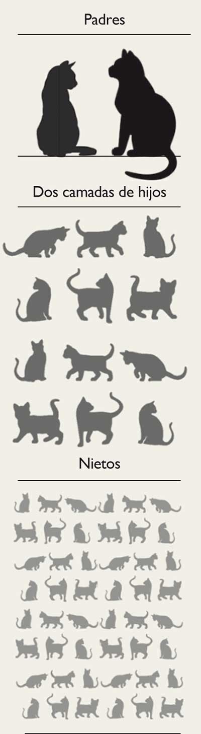 Gatos-asilvestrados-prole