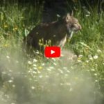 Lince-comiendo-meloncillo