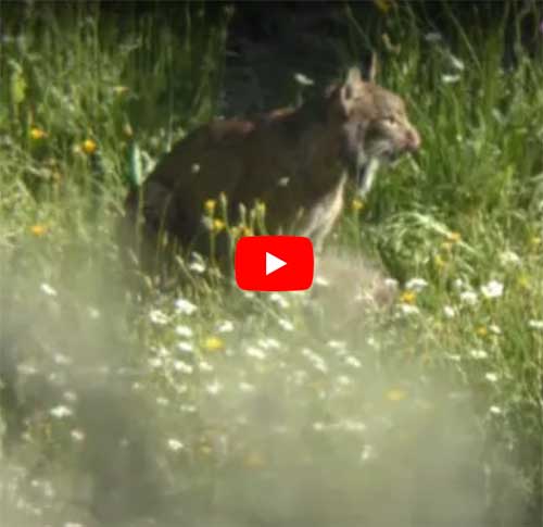 Lince-comiendo-meloncillo