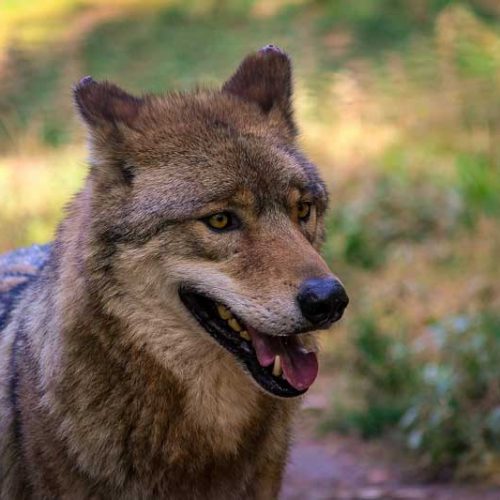 Comunicado de cazadores, agricultores y ganaderos sobre la caza del lobo en Castilla y León