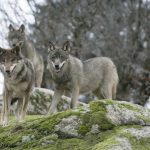 lobo-manuel-maria