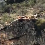 accidente-perros-venado