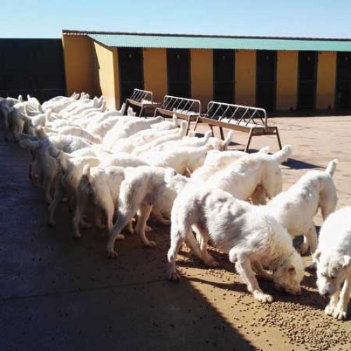 Concepto de bienestar animal, la puerta abierta para acabar con la caza
