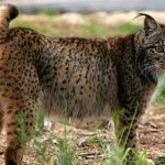lince-iberico-rfec