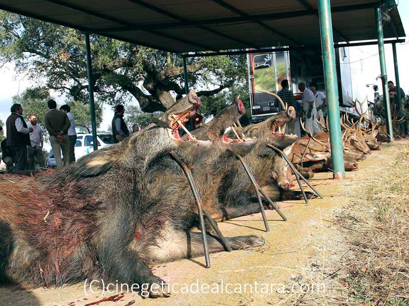 monteria-La-Sierra