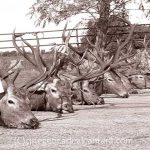 monteria-Los-Quemaos