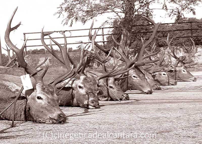 monteria-Los-Quemaos