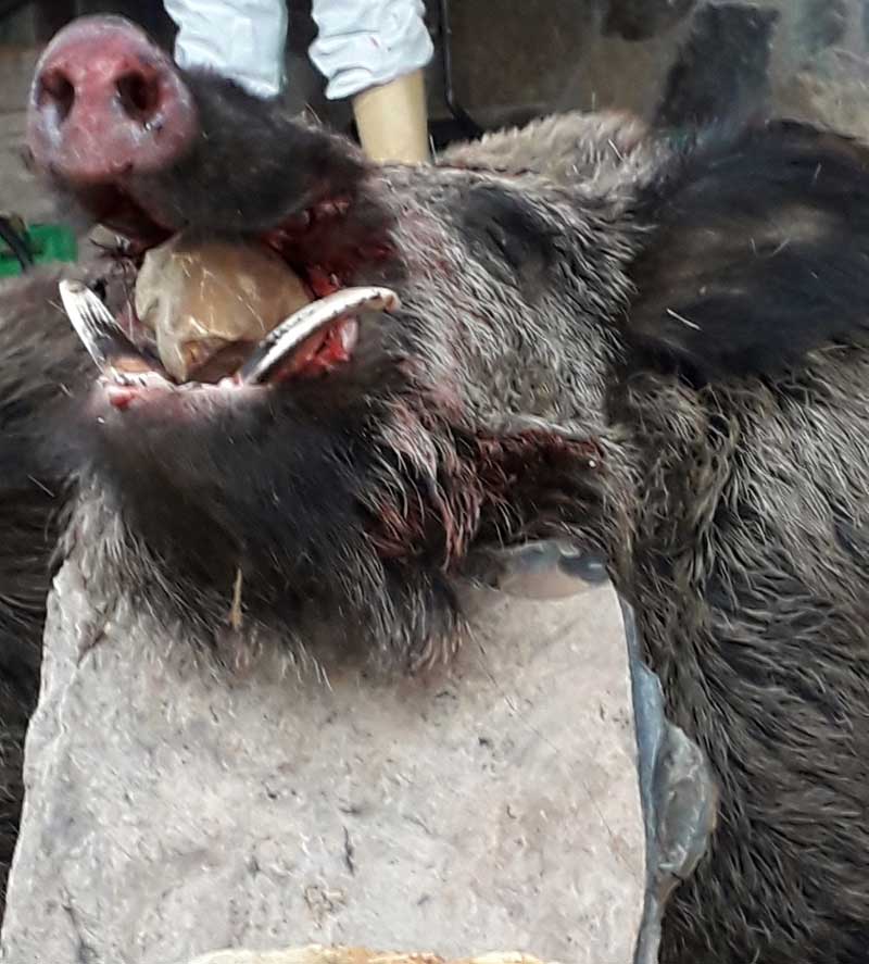 monteria-Valle-del-Castano