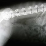 problemas-de-espalda-perros