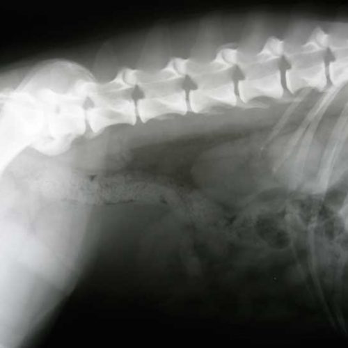Problemas de espalda en los perros, diagnóstico, tratamiento y prevención