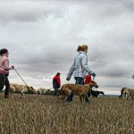 125-GALGOS--Francisco-Gisbert-Tomas