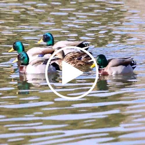 Vídeo El Pato, el gran ave acuática