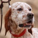 ley-protecion-animal-rioja-jpg