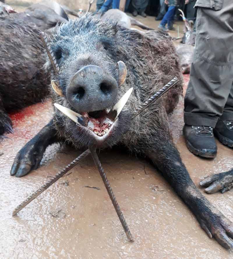 monteria-Horrigueros