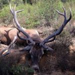 monteria-Navalcaballo