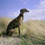 Galgo_Espanol_en_los_campos_castellanos