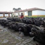 monteria-La-Riberilla