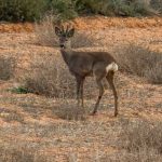 Corzo_(Capreolus_capreolus)