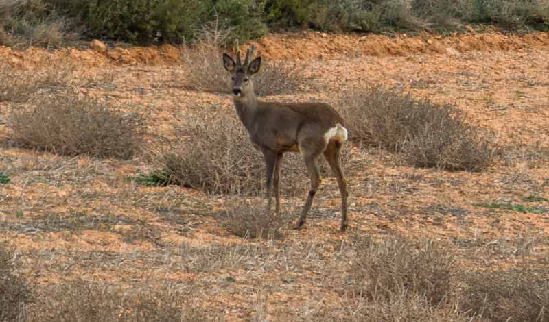 Corzo_(Capreolus_capreolus)