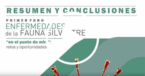 I-foro-enfermedades