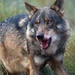 Lobo-artemisan-sente