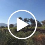 Ojeo-de-perdiz-en-fresnedas-altas-web