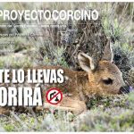 PROYECTO-CORCINO-2019_