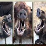 monteria-Sabanilla-19