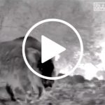 Sus-Scrofa---El-Jabalí-completo-WEB