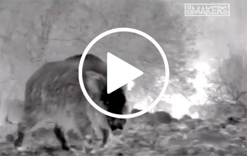 Sus-Scrofa---El-Jabalí-completo-WEB