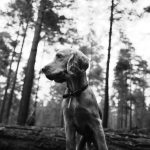 artemisan perro abandonado