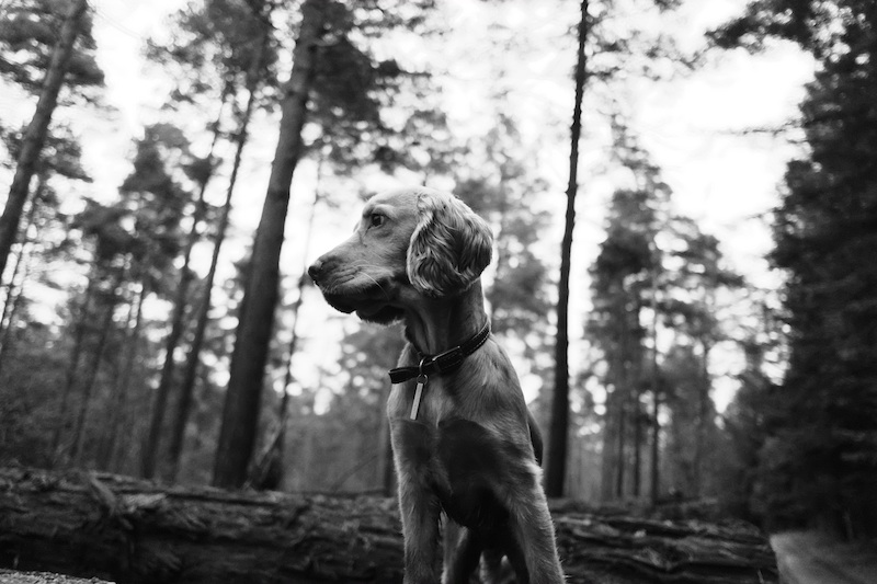 artemisan perro abandonado