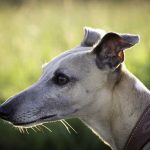 galgo-fedexcaza