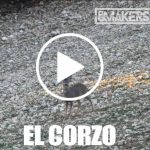corzo makers